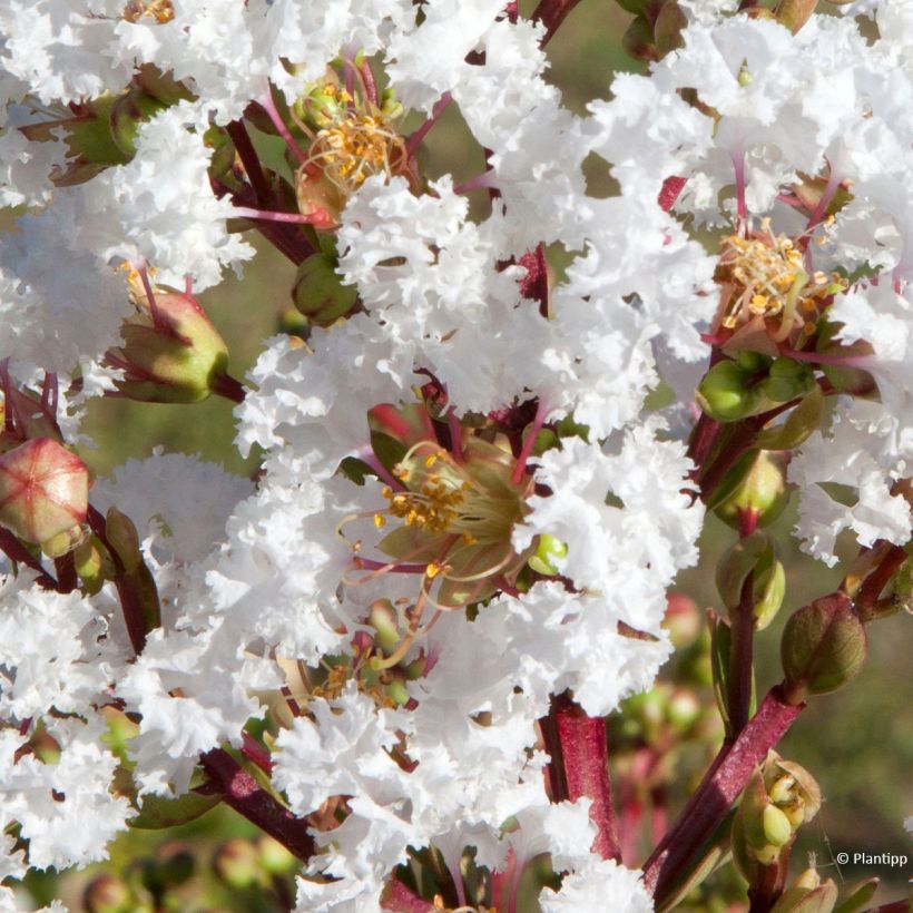 Lagerstroemia Virgin With Love - Mirto crespo (Fioritura)