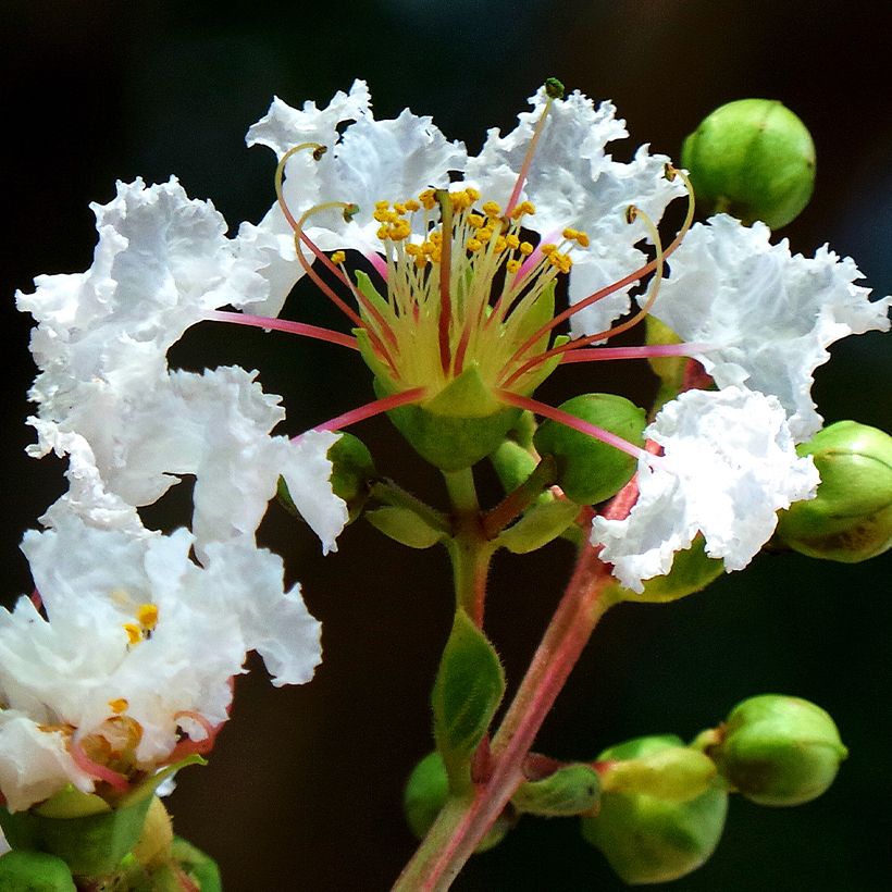 Lagerstroemia White Chocolate - Mirto crespo (Fioritura)