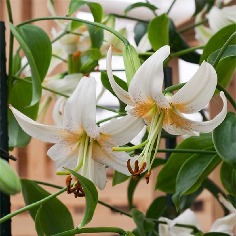 Lilium henryi Lady Alice - Giglio ibrido (Fioritura)