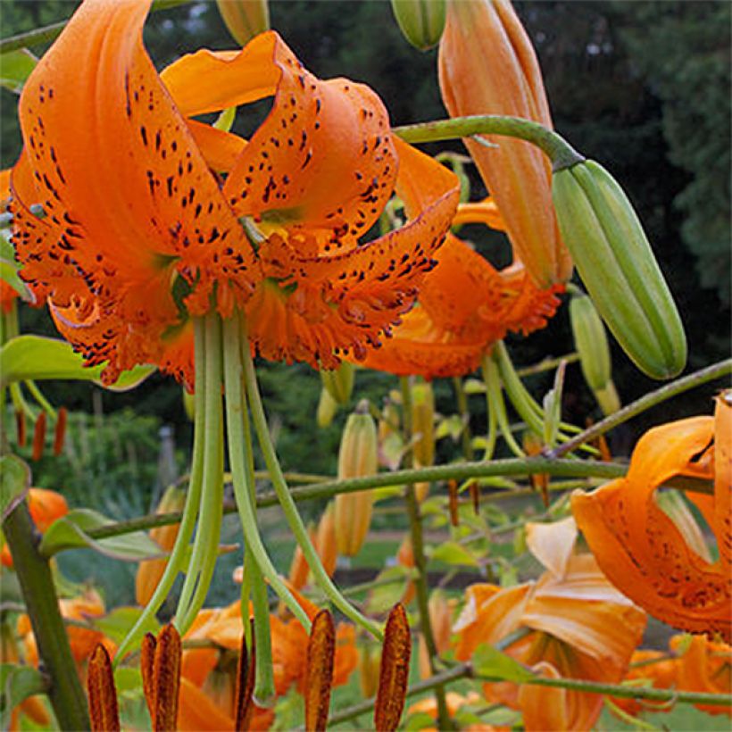 Lilium henryi - Giglio (Fioritura)