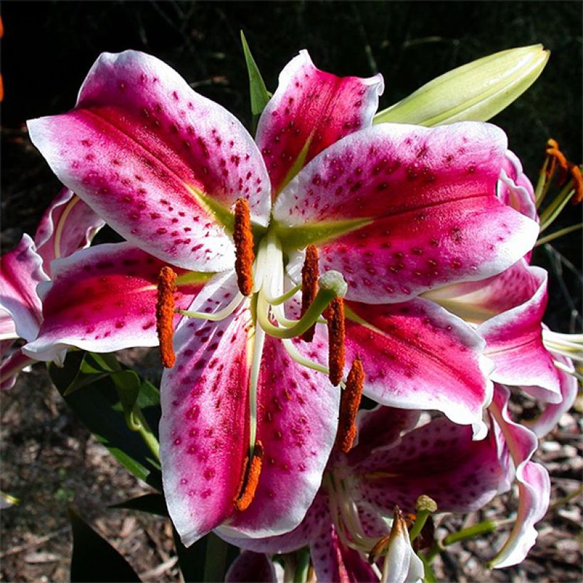 Lilium speciosum rubrum Uchida - Giglio giapponese (Fioritura)