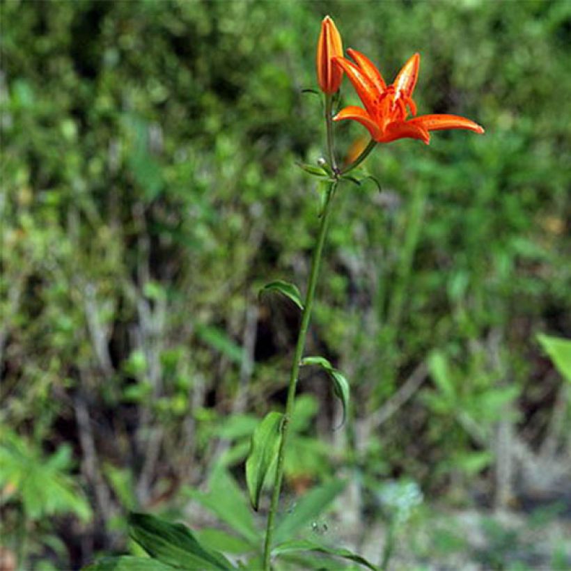 Lilium tsingtauense - Giglio (Porto)