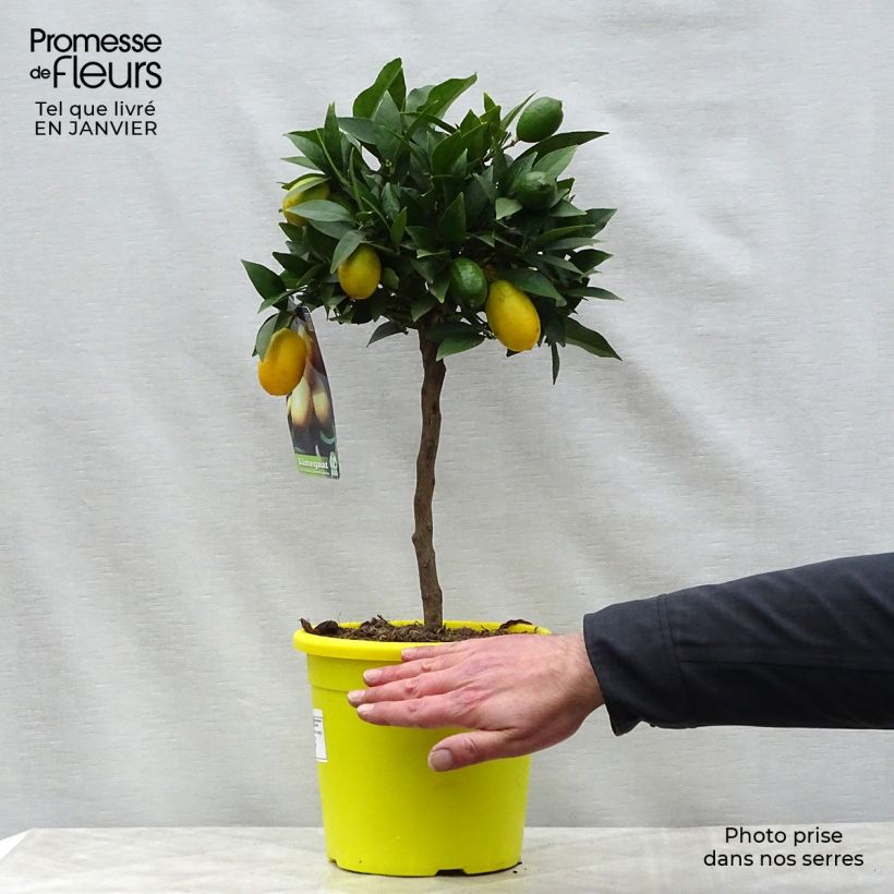 Limequat - Citrus x floridana Pot de 2L/3L esemplare consegnato in inverno