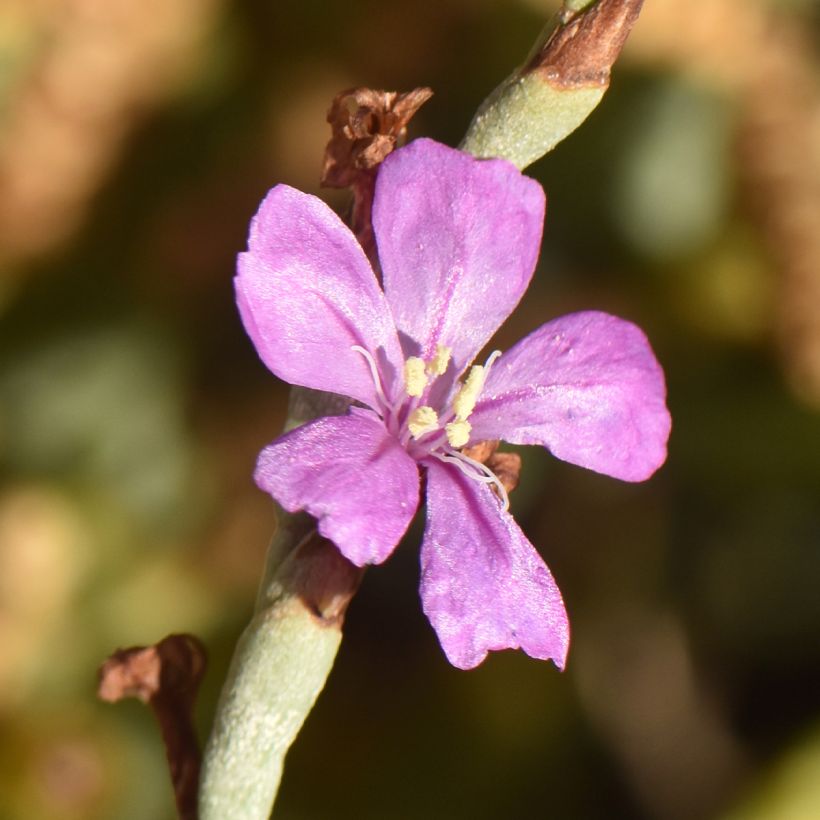 Limoniastrum monopetalum (Fioritura)