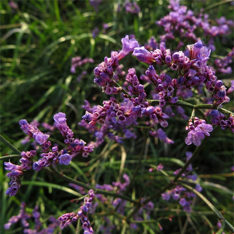 Limonium gmelinii ssp hungaricum (Fioritura)