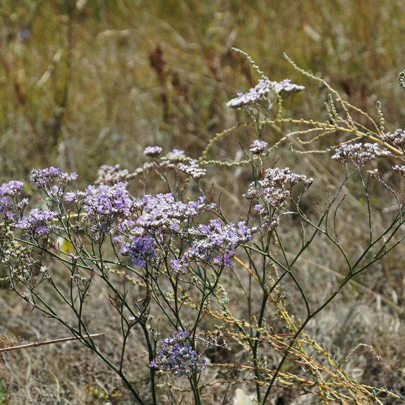 Limonium gmelinii ssp hungaricum (Porto)