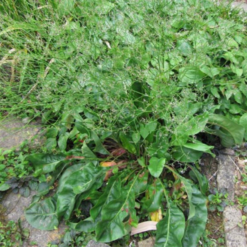 Limonium platyphyllum (Fogliame)