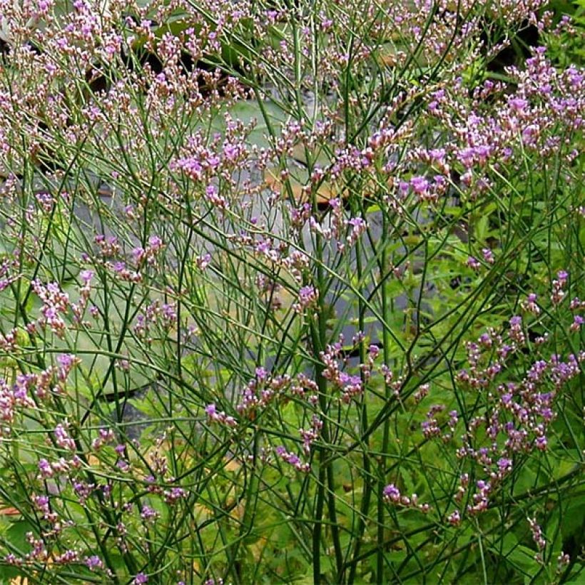 Limonium platyphyllum (Fioritura)