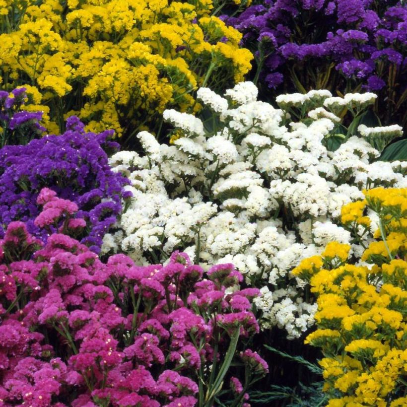 Limonium sinuatum Forever Mix - Statice (Fioritura)