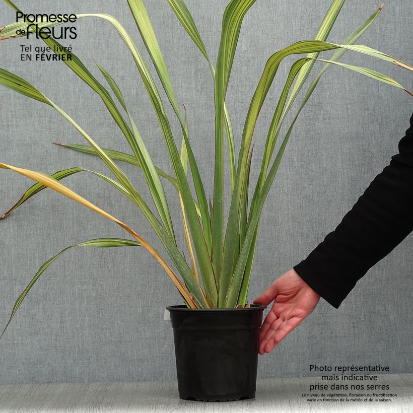 Lin de Nouvelle-Zélande - Phormium Apricot Queen Pot de 3L/4L esemplare consegnato in inverno