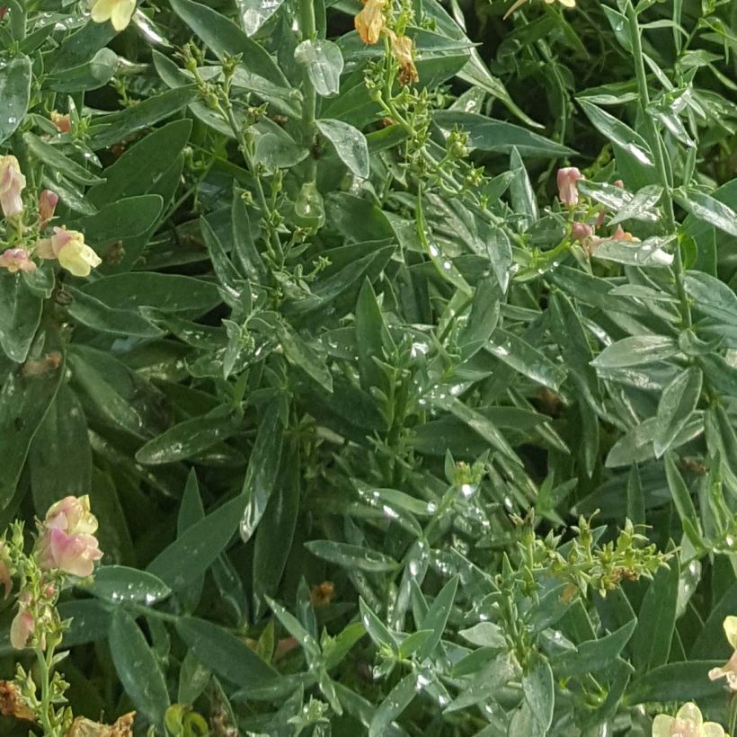 Linaria purpurea Peachy (Fogliame)