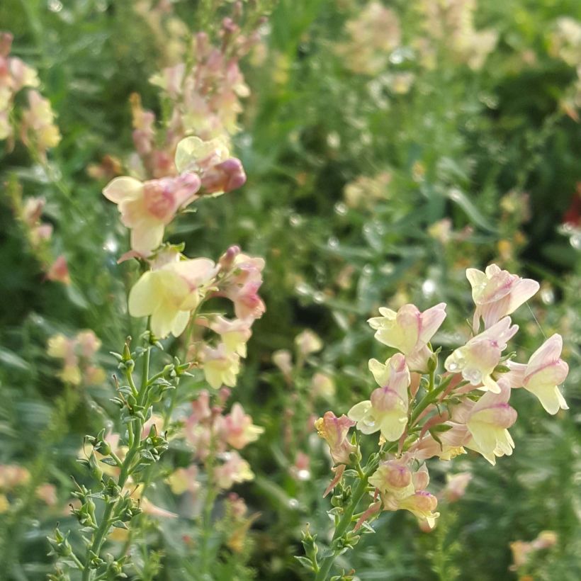 Linaria purpurea Peachy (Fioritura)