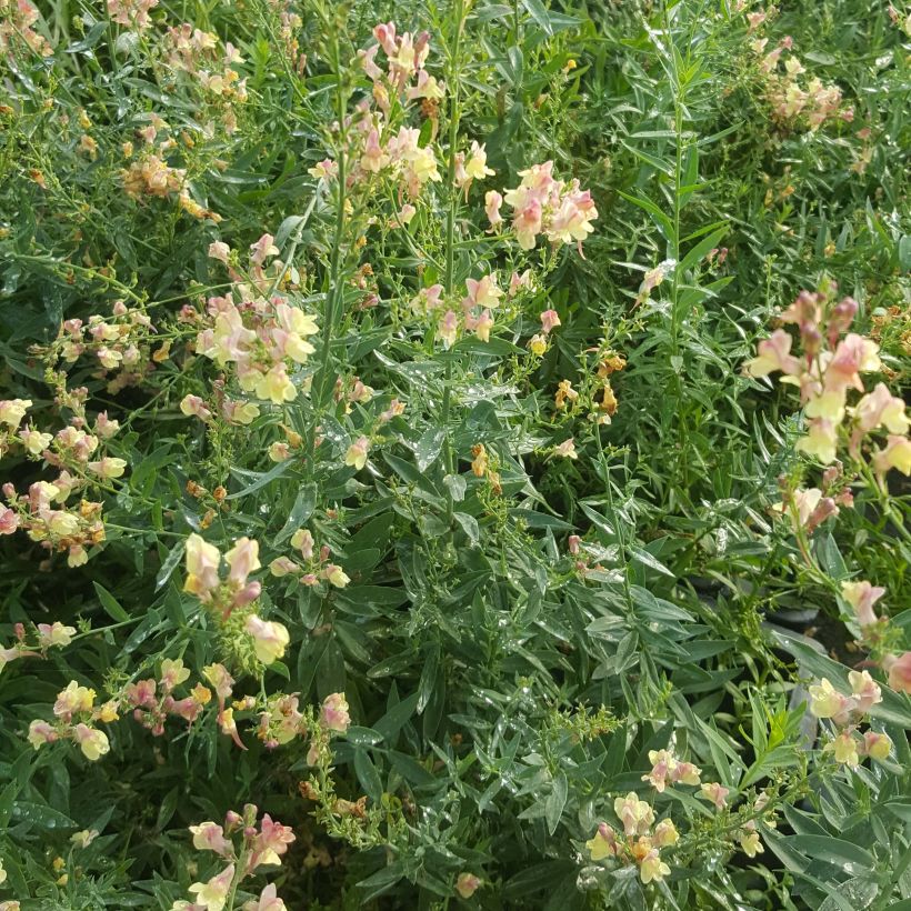 Linaria purpurea Peachy (Porto)