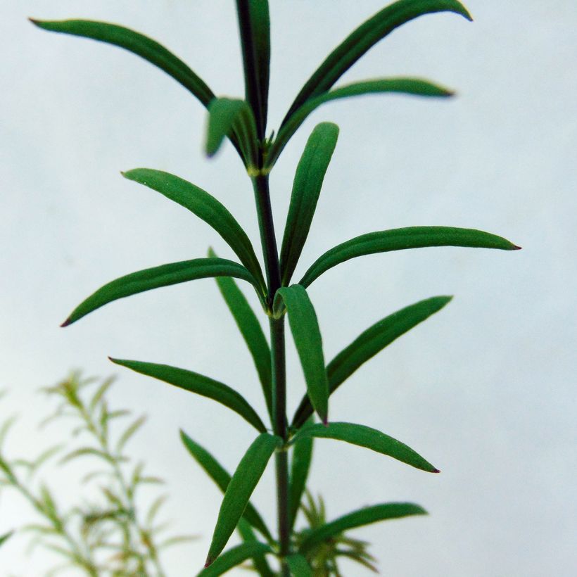 Linaria anticaria Antique Silver (Fogliame)