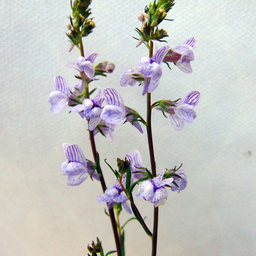 Linaria anticaria Antique Silver (Fioritura)