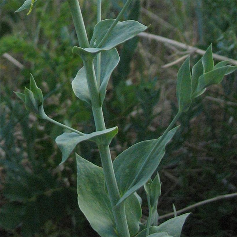 Linaria dalmatica - Linaria di Dalmazia (Fogliame)