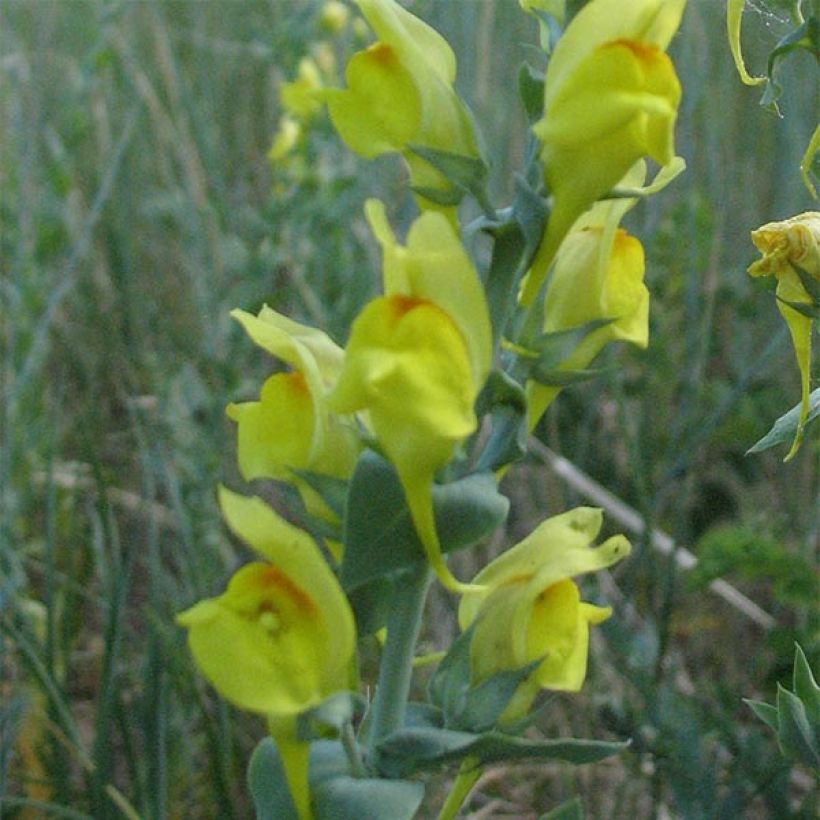 Linaria dalmatica - Linaria di Dalmazia (Fioritura)