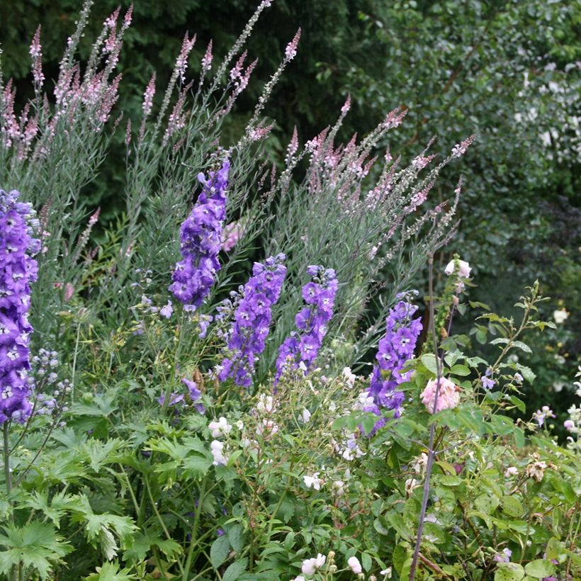 Linaria purpurea Canon J. Went (Porto)