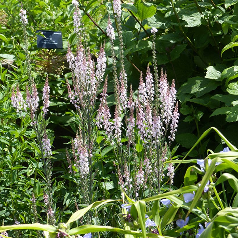 Linaria purpurea Canon J. Went (Fioritura)