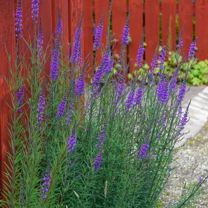 Linaria purpurea (Porto)