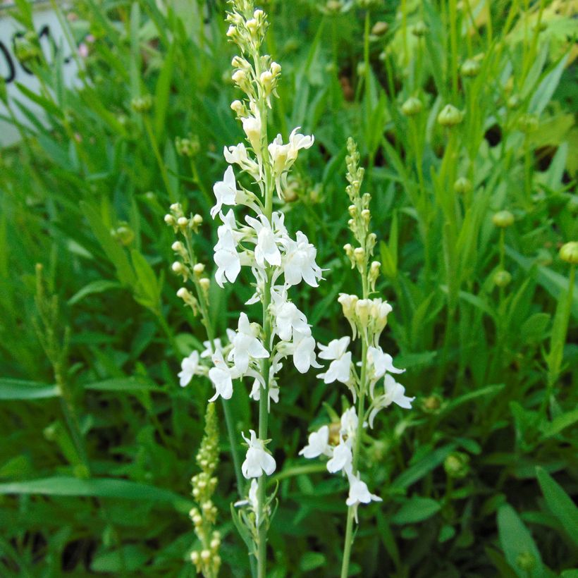 Linaria purpurea Alba (Fioritura)