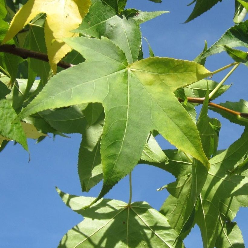 Liquidambar styraciflua Slender Silhouette - Storace americano (Fogliame)