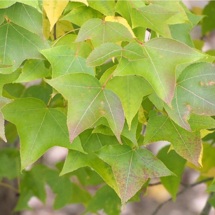 Liquidambar formosana (Fogliame)