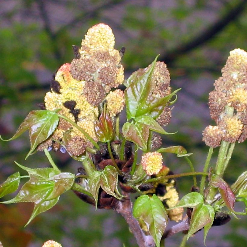 Liquidambar formosana (Fioritura)