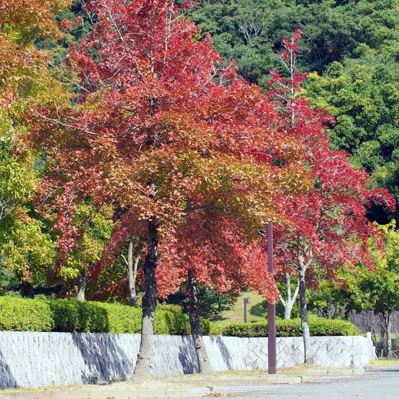 Liquidambar formosana (Porto)