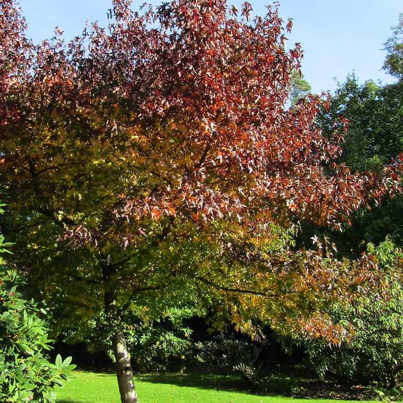 Liquidambar styraciflua Andrew Hewson - Storace americano (Porto)