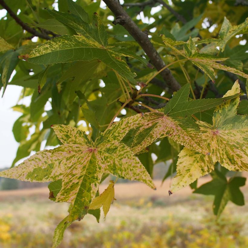 Liquidambar styraciflua Aurea - Storace americano (Fogliame)