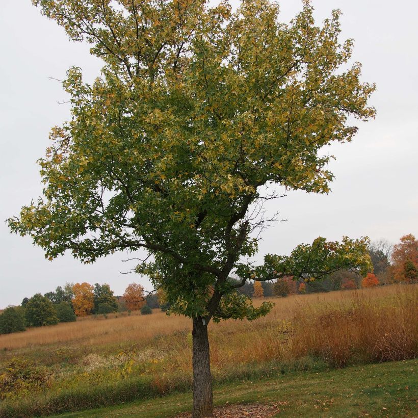 Liquidambar styraciflua Aurea - Storace americano (Porto)