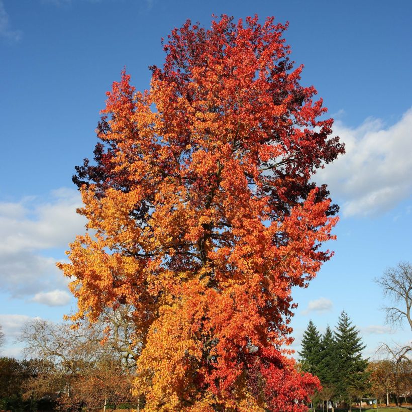 Liquidambar styraciflua Golden Sun - Storace americano (Porto)