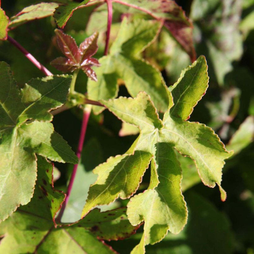 Liquidambar styraciflua Gum Ball - Storace americano (Fogliame)