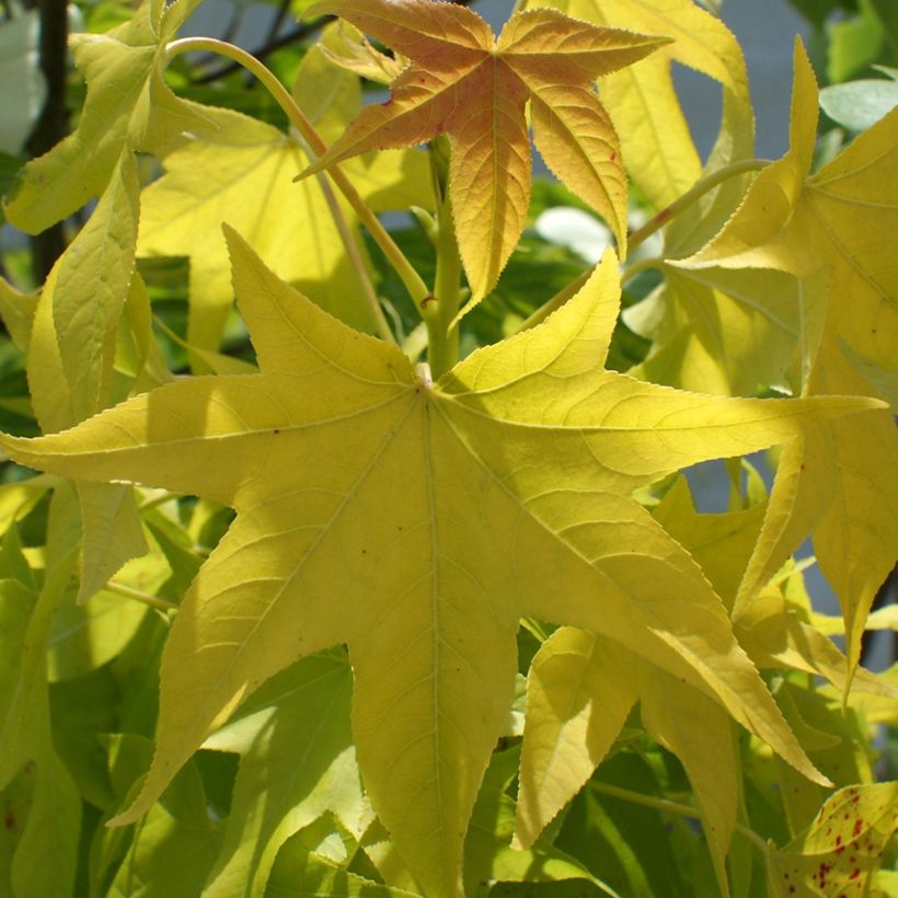 Liquidambar styraciflua Naree - Storace americano (Fogliame)