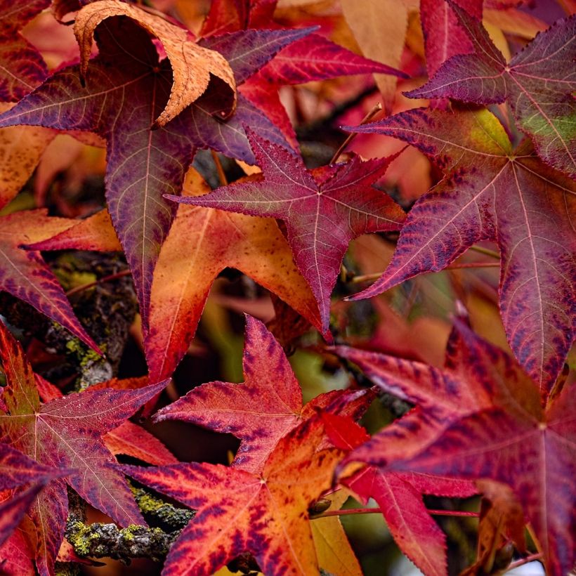 Liquidambar styraciflua Palo Alto - Storace americano (Fogliame)