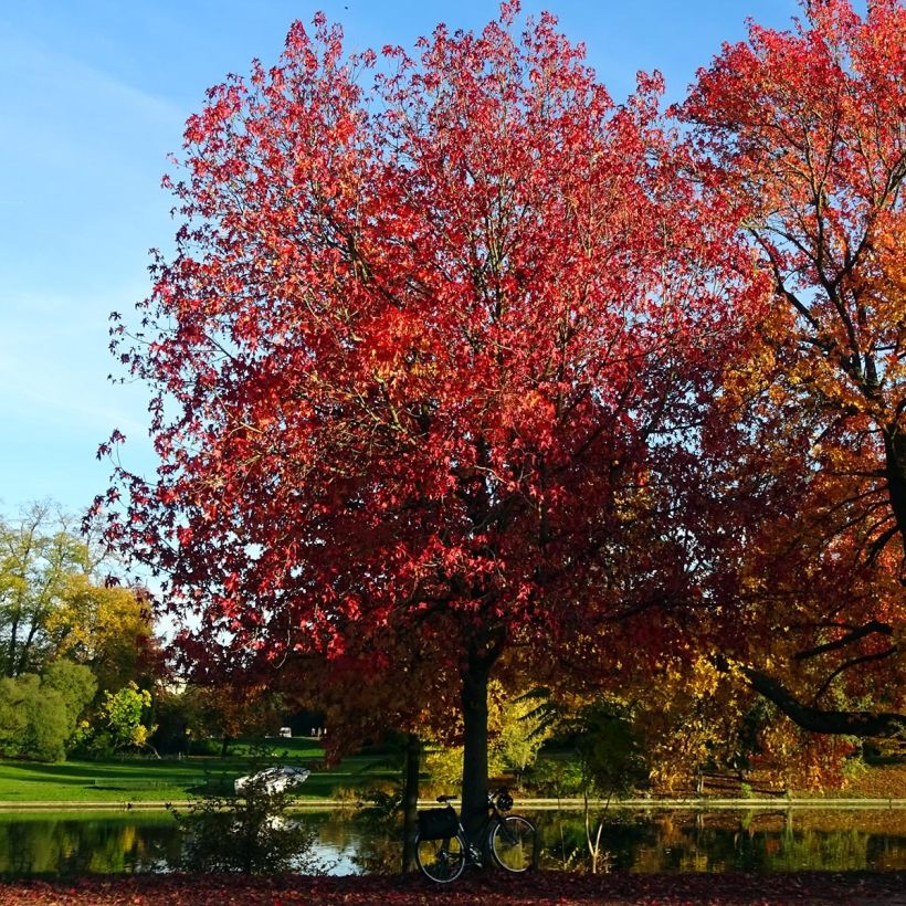 Liquidambar styraciflua Palo Alto - Storace americano (Porto)