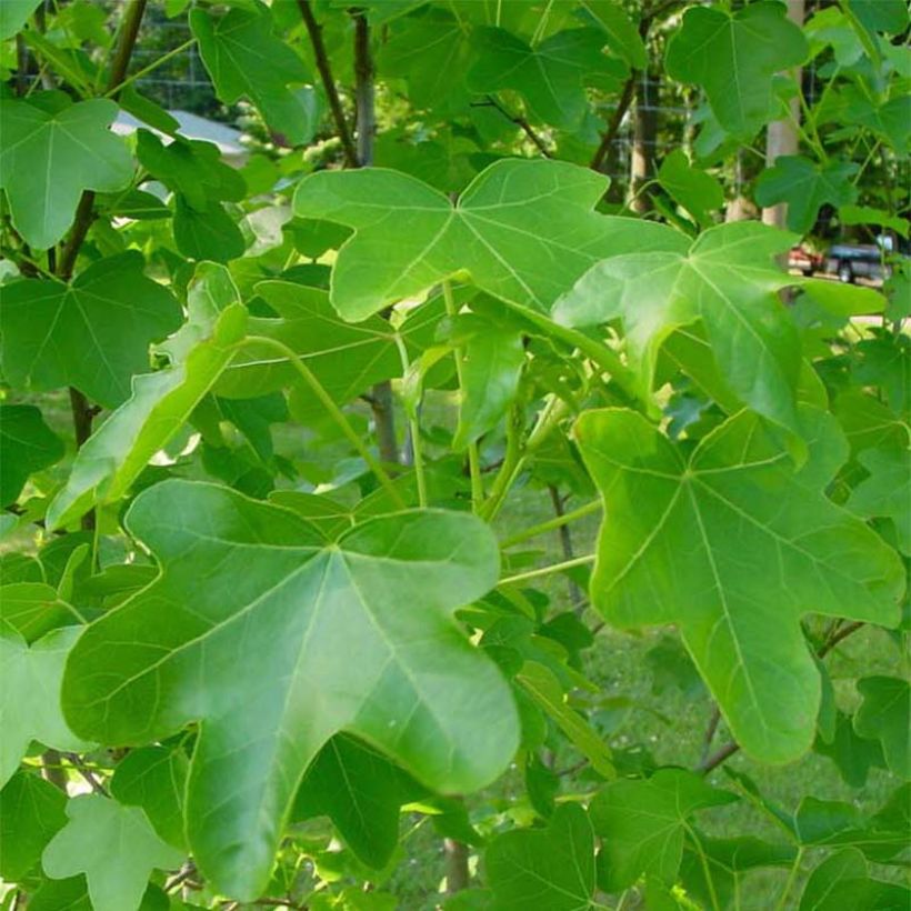 Liquidambar styraciflua Rotundiloba - Storace americano (Fogliame)