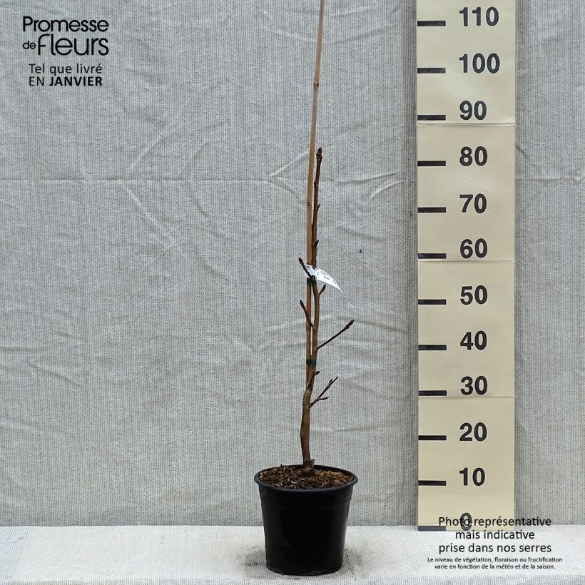 Liquidambar styraciflua Thea - Copalme d'Amérique en pot de 4l/5l esemplare consegnato in inverno