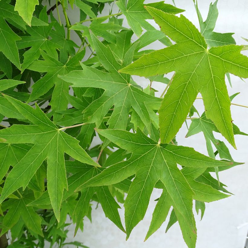 Liquidambar styraciflua Worplesdon - Storace americano (Fogliame)