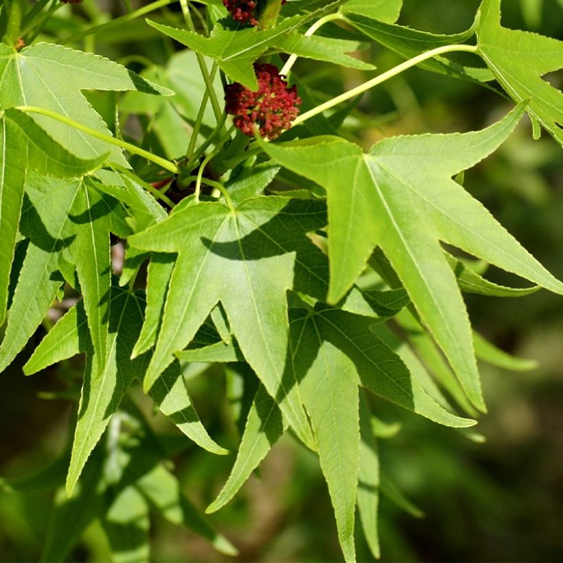 Liquidambar styracyflua Stella - Storace americano (Fogliame)