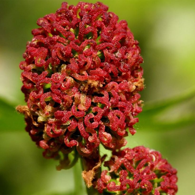 Liquidambar styracyflua Stella - Storace americano (Fioritura)