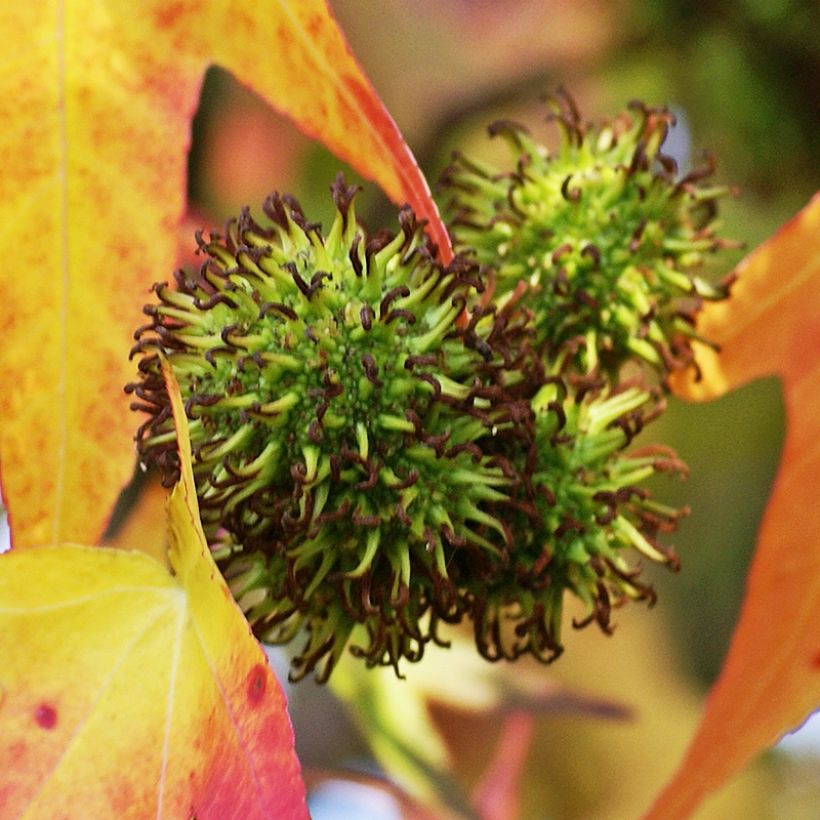 Liquidambar styracyflua Stella - Storace americano (Raccolta)