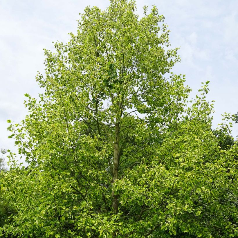 Liriodendron tulipifera Aureomarginatum - Liriodendro (Porto)