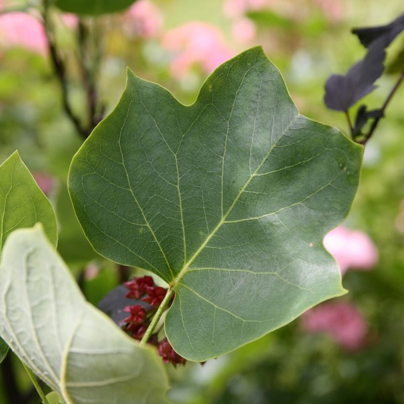 Liriodendron tulipifera Aureomarginatum - Liriodendro (Fogliame)