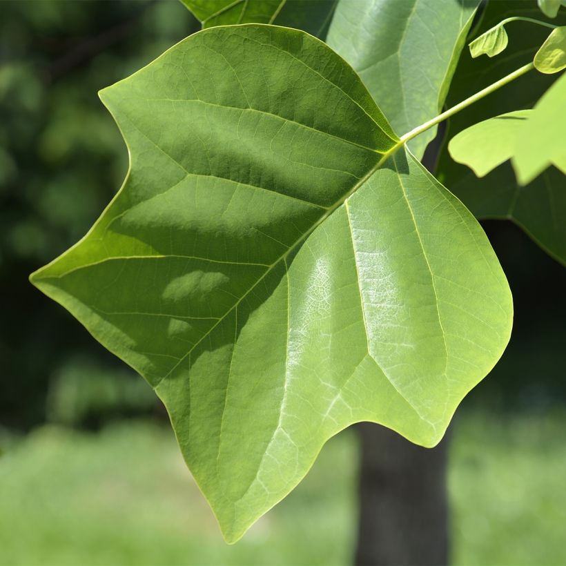 Liriodendron tulipifera Edward Gursztyn - Liriodendro (Fogliame)