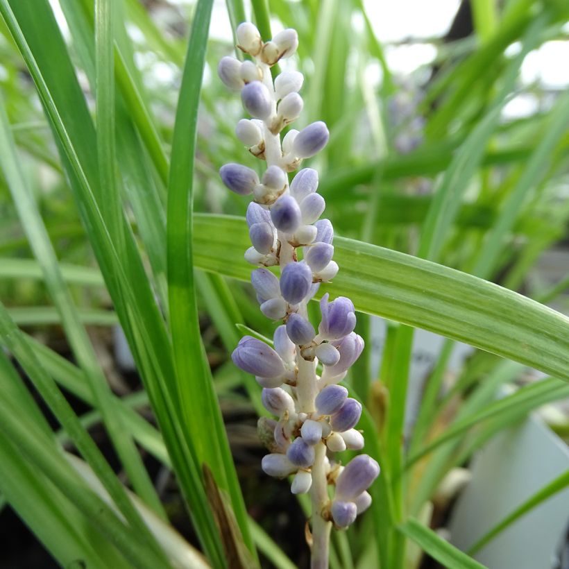 Liriope muscari (Fioritura)