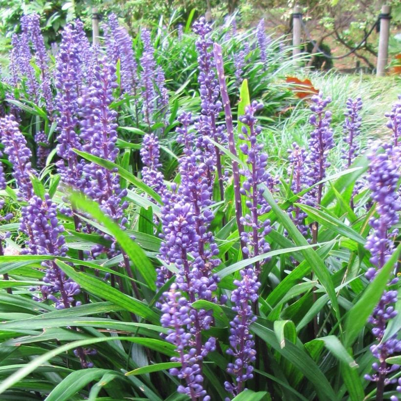 Liriope muscari Majestic (Fioritura)