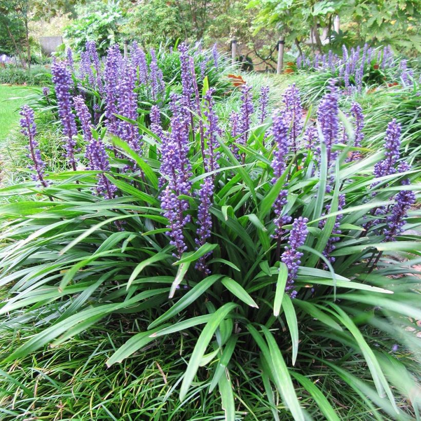 Liriope muscari Majestic (Porto)