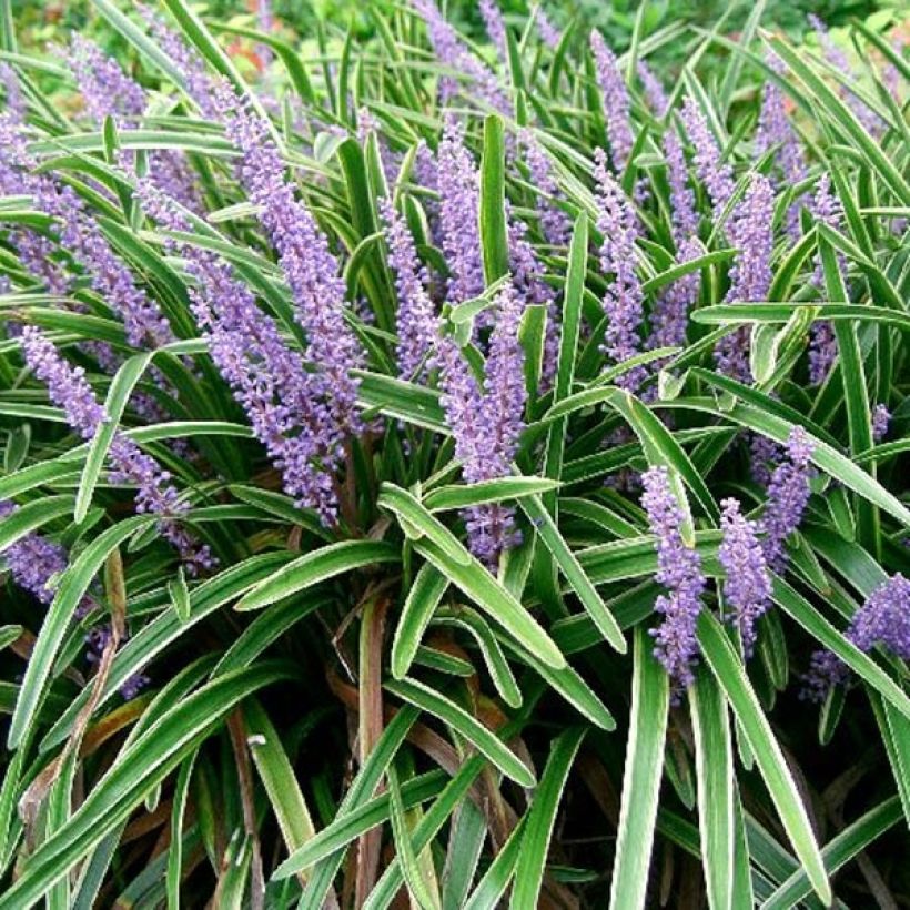 Liriope muscari Variegata (Fogliame)